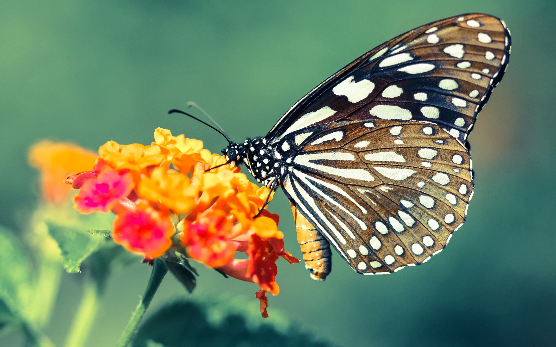 WRC赛道解析:翻越山丘与泥泞赛段的王者之战,wrc越野车