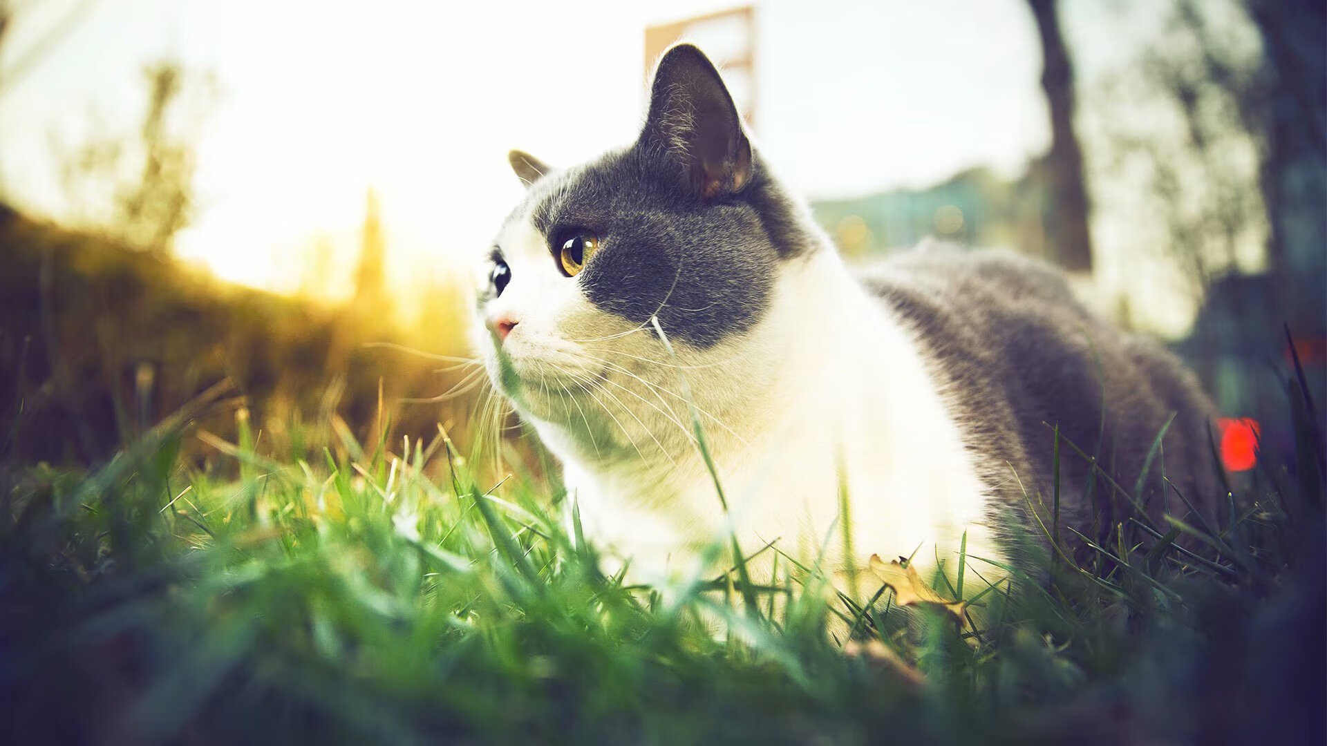 _海上帆船挑战赛:掌舵者的速度与智慧_,海上帆船的世界名画