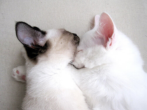 _湖人逐步走出低谷，逐渐迎来反弹_，“湖人”