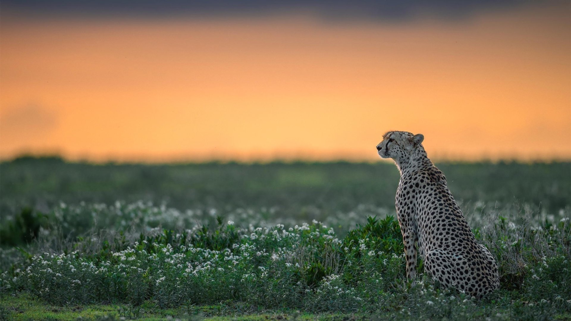 九游网页版官网-“意甲明星闪耀：年轻新秀引领球队奋勇争冠”，意甲 球星