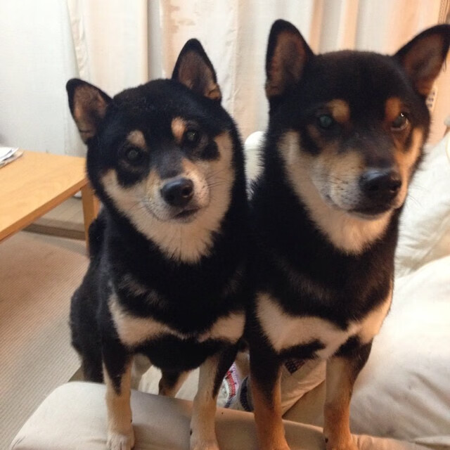 九游登录中心-《faker：2025年新赛季目标全解析，鲤鱼跃龙门》，faker明年会打比赛么