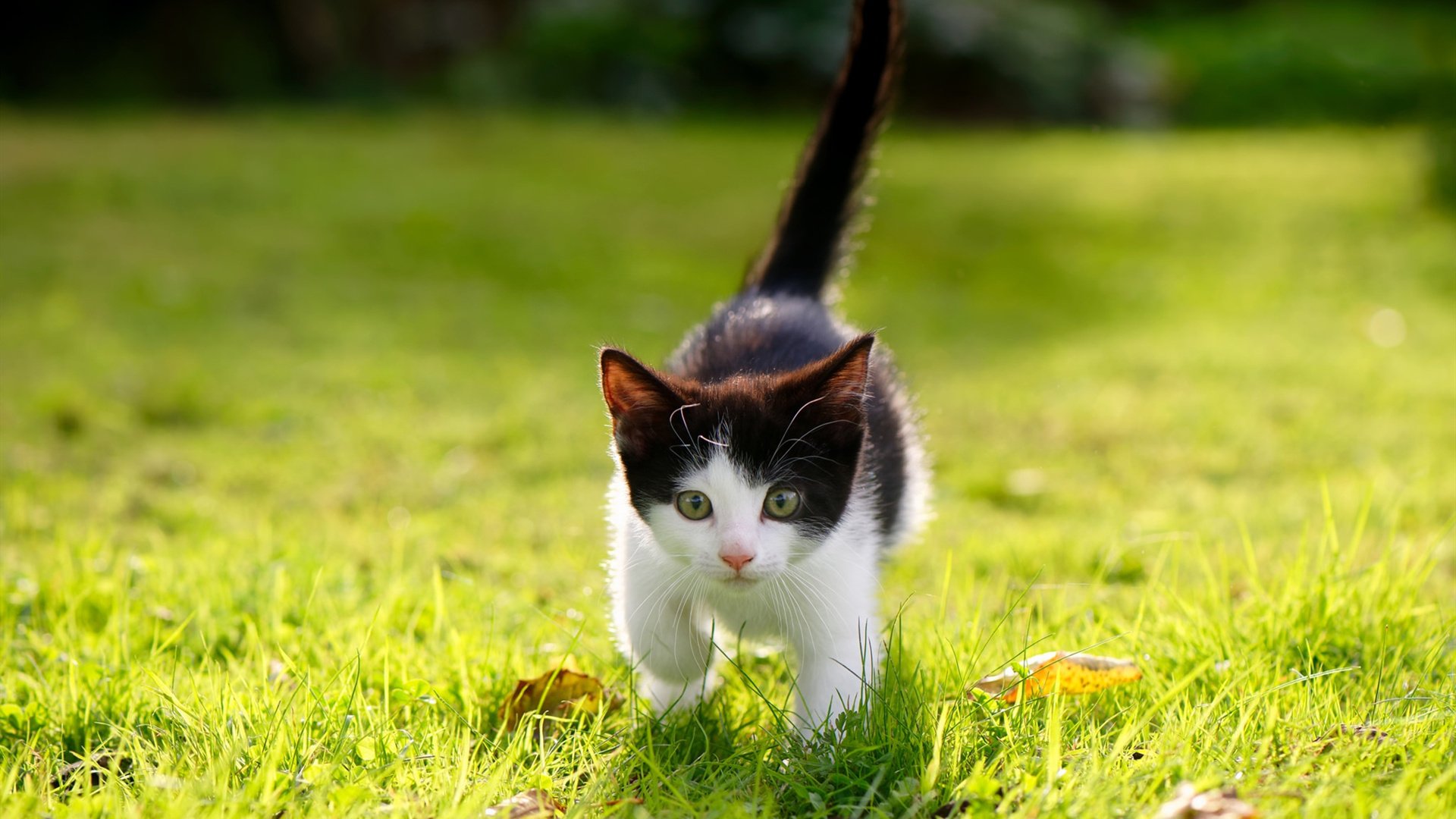 JiuyouAPP下载-斯帕莱蒂重建国家队，召入多名年轻球员备战欧洲杯。，斯帕大奖赛