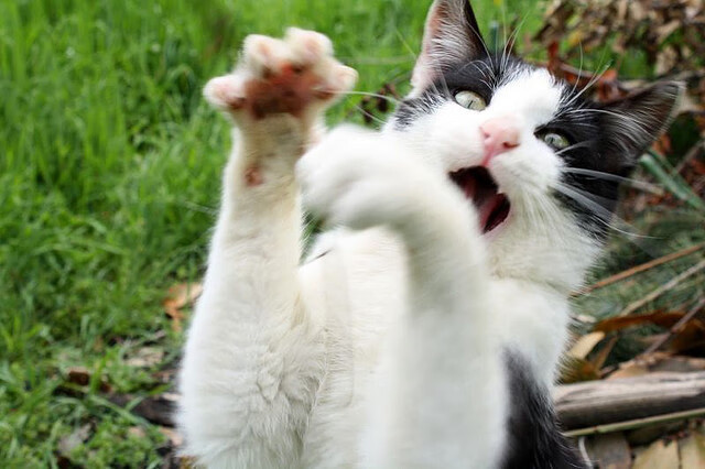 九游娱乐官网 (JIUYOU)-摩洛哥男足在巴黎奥运会上表现出色，赢得多场比赛，摩洛哥足球队