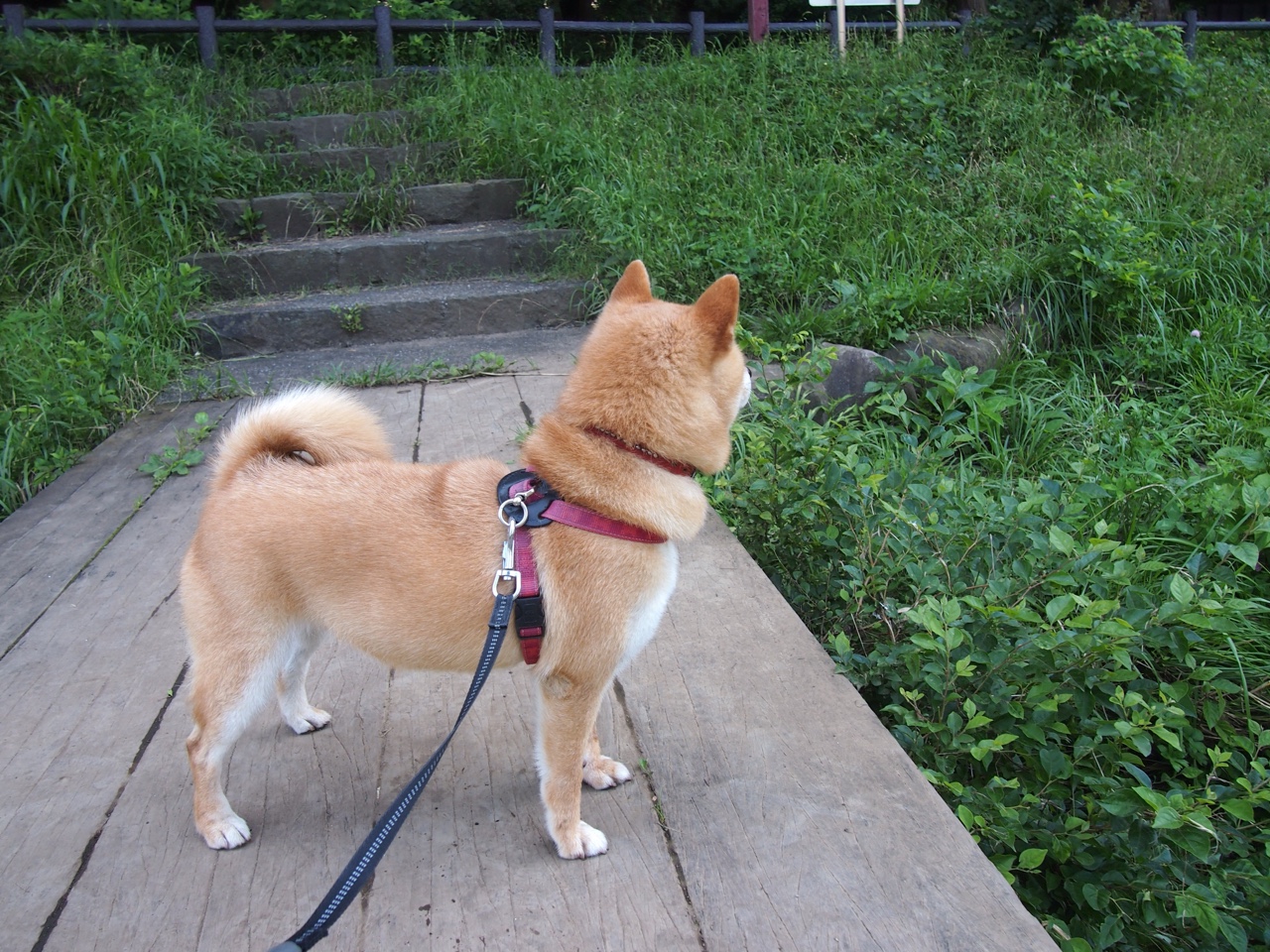 李明赛场全能表现,攻防两端双料核心!,李明比赛视频