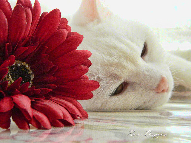 九游-球员专访：明星球员的成长故事与生涯展望，球星现状