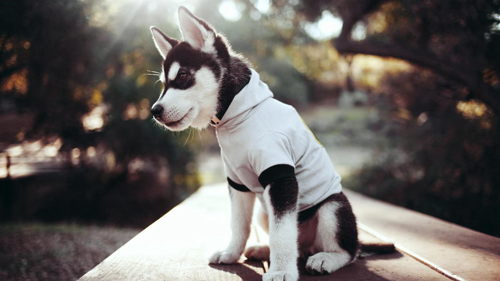 行业“智能+绿色”双驱动新路径日益清晰,行业基础持续打牢,绿色智能产业