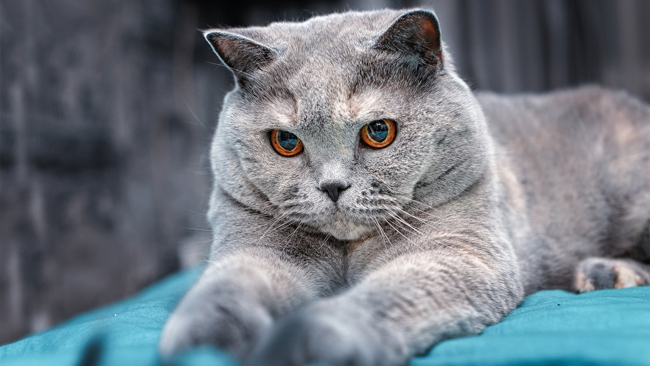 西甲联赛中出现多场高比分精彩对决,西甲比分赛程