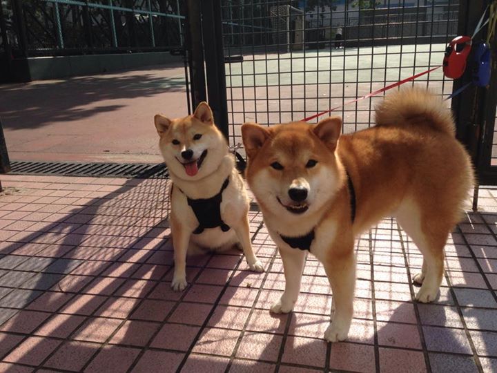 九游官网pc-全面失败，埃弗顿惨遭对手横扫，埃弗顿最新