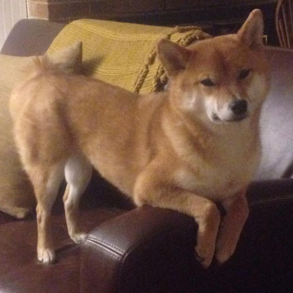 九游网游官网-国际体坛巨星足球精彩瞬间：场上对决，踢足球的国际巨星