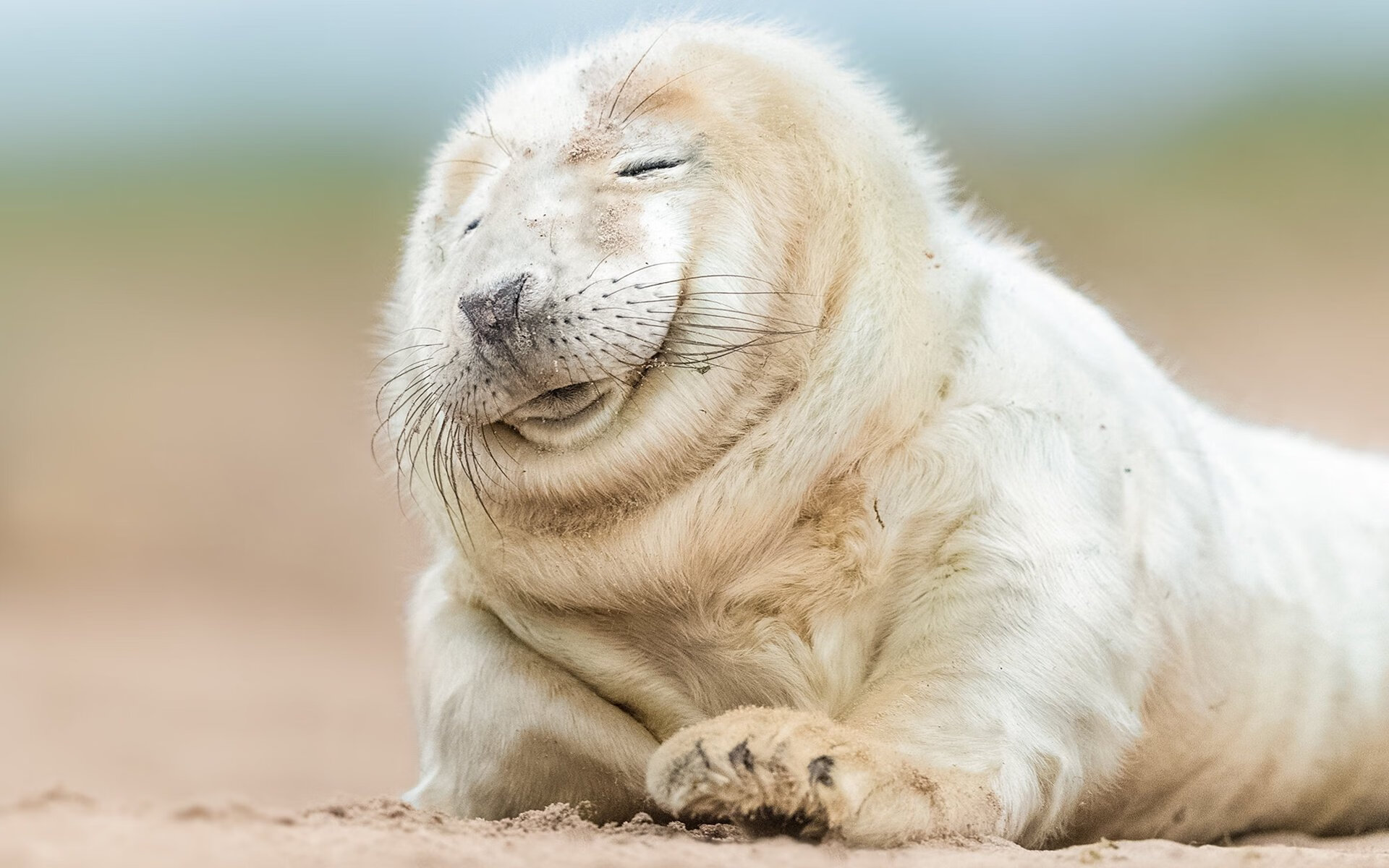 外邦球队刚劲登场，将会对联盟领头球队造成挑战，外邦什么意思