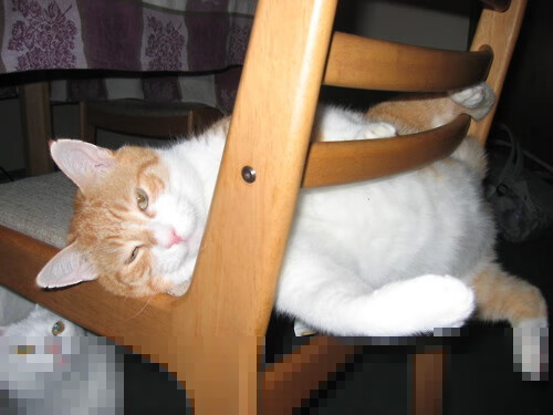 九游正版入口-射手带领葡萄牙体育冲击联赛冠军，葡萄牙射门