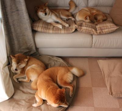 巴黎圣日耳曼提前三轮加冕法甲冠军，法甲联赛巴黎圣日耳曼