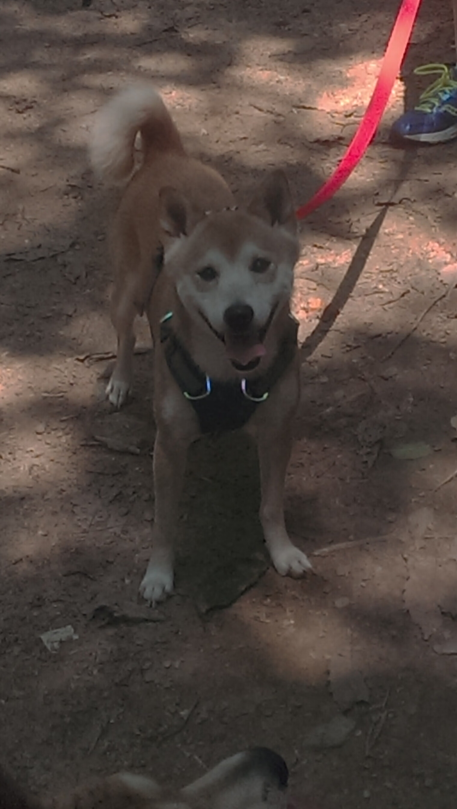 快船队经理公开新赛季计划 欲重振球队雄风,快船队新赛季阵容分析