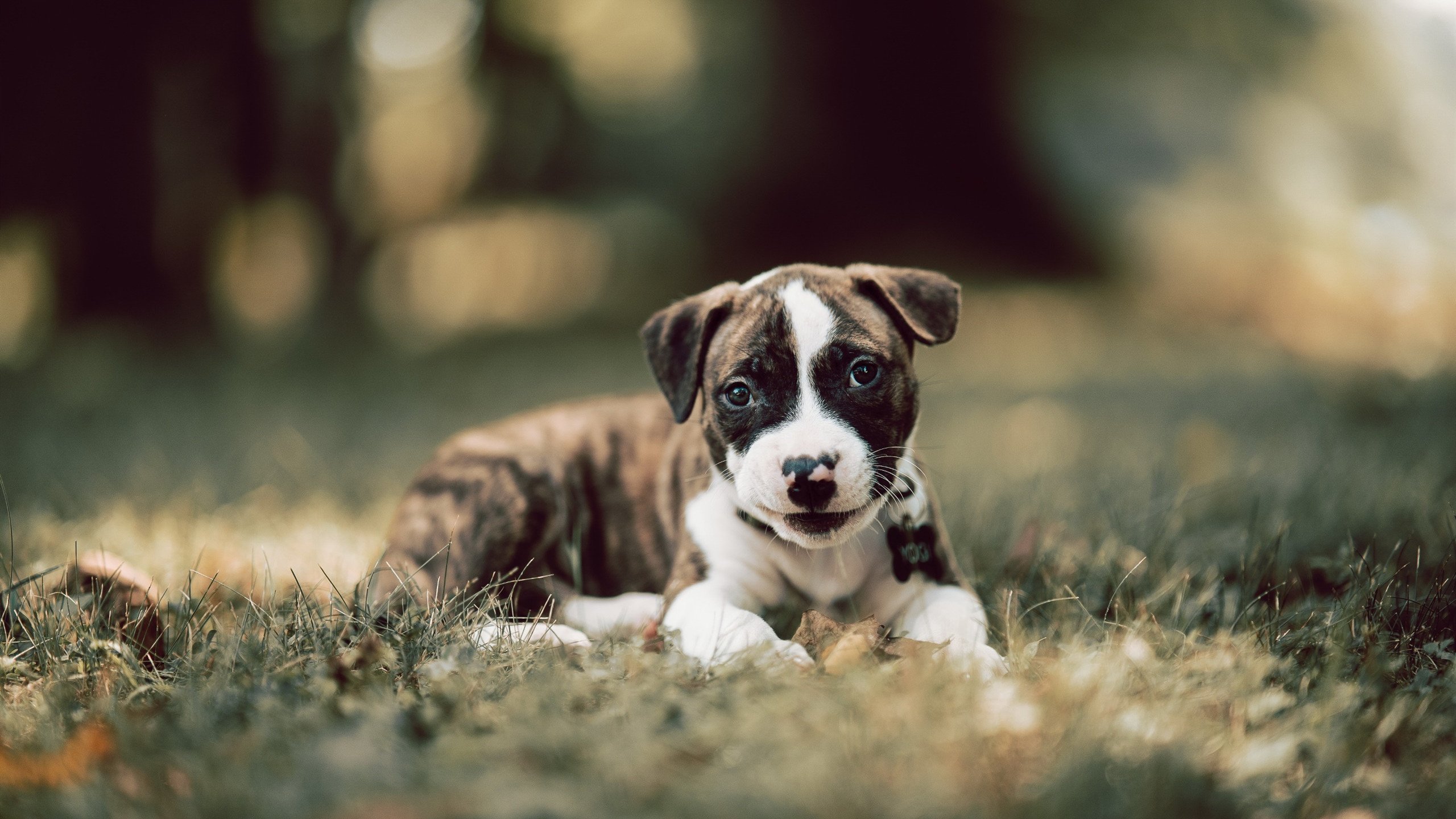 柏林赫塔队目前积分榜排名不断攀升,柏林赫塔比赛