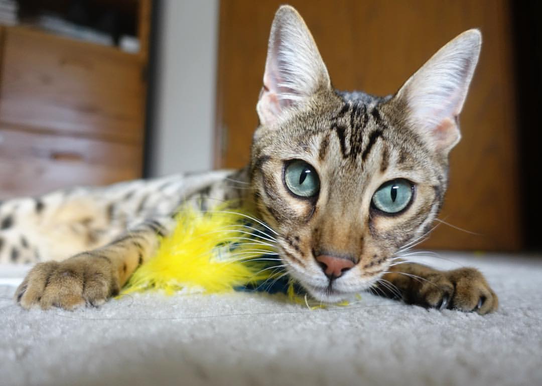 法兰克福恩比赛,杜塞尔多夫力争翻盘,杜塞尔多夫和法兰克福哪个城市好