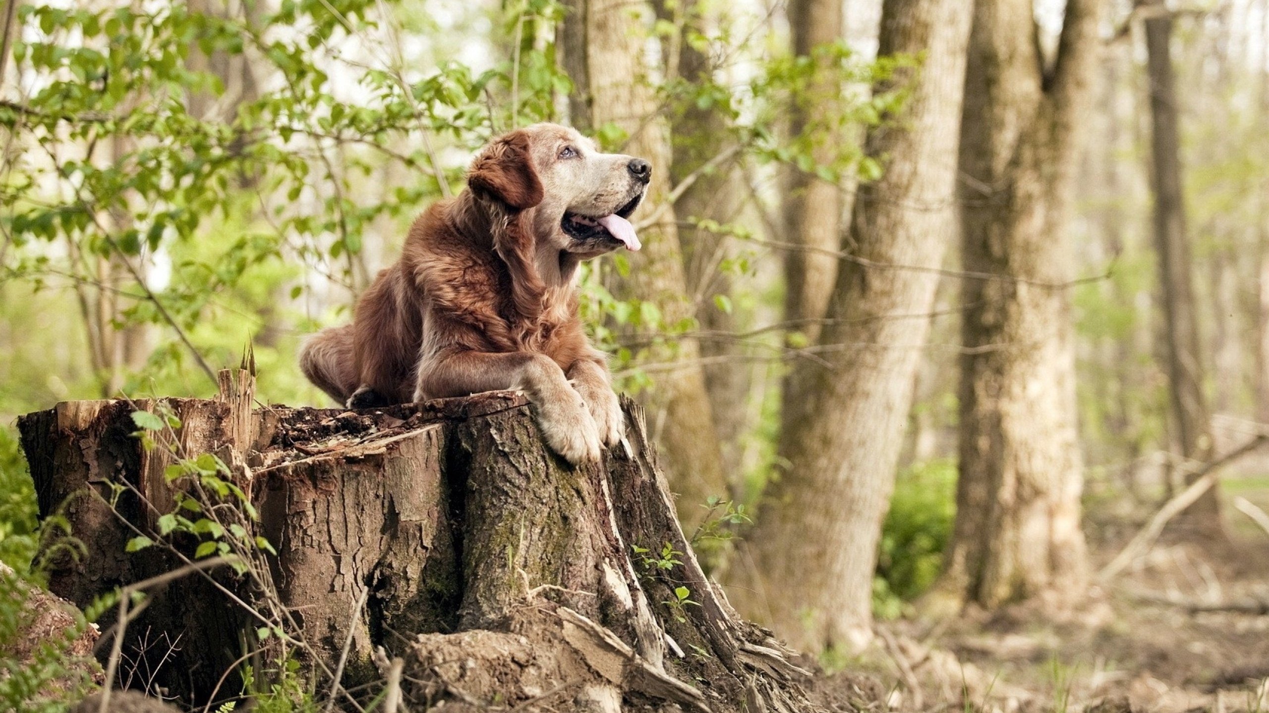 九游娱乐(jiuyou)官网-热刺客场负于富勒姆，进攻端低迷，热刺对富勒姆比赛结果