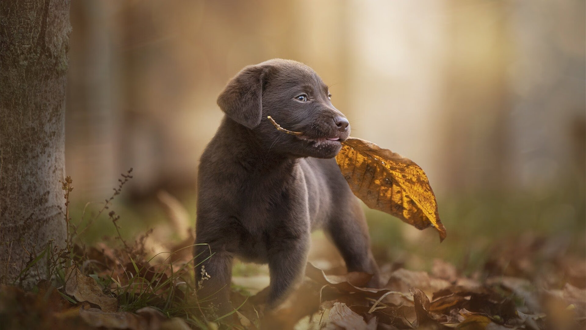九游娱乐中心-电竞赛事中裁判判罚标准与争议解决机制，电竞裁判比赛中遇到bug怎么处理