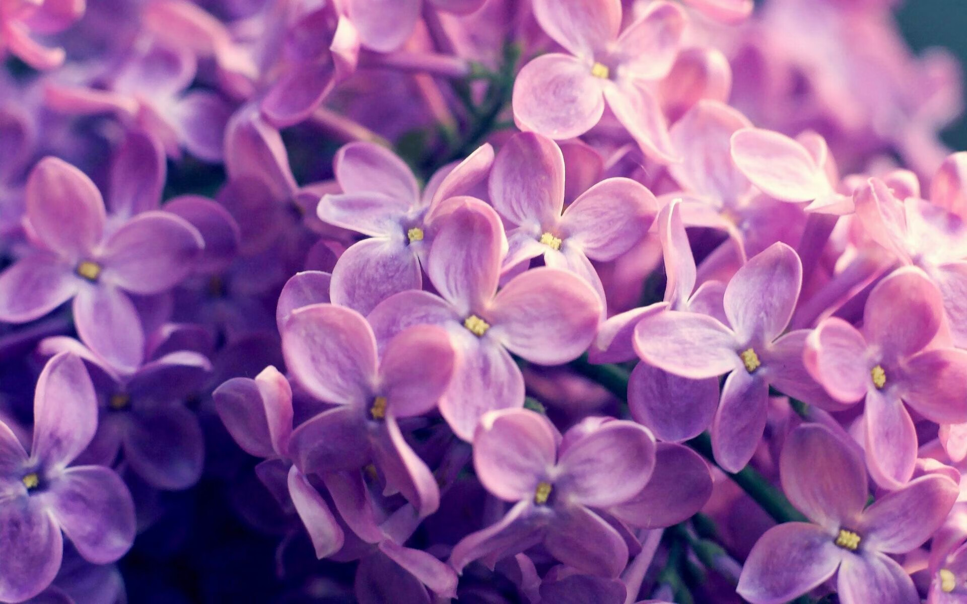 美洲篮球联赛观众人数创新高，美洲篮球比赛