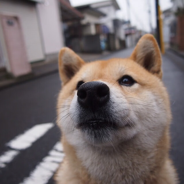 美职篮常规赛焦点战,字母哥率雄鹿轻取篮网,美职篮ds