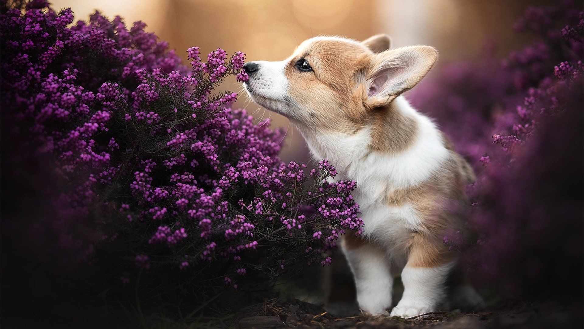 阿尔阿赫利主帅战术布置得当,阿尔阿赫利埃及