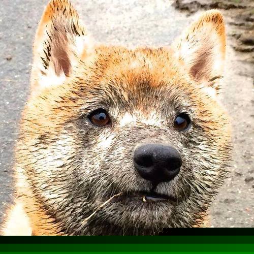 鹈鹕客场惜败太阳,英格拉姆莫名失灵致终场败北,鹈鹕计划为英格拉姆提供一份大合同