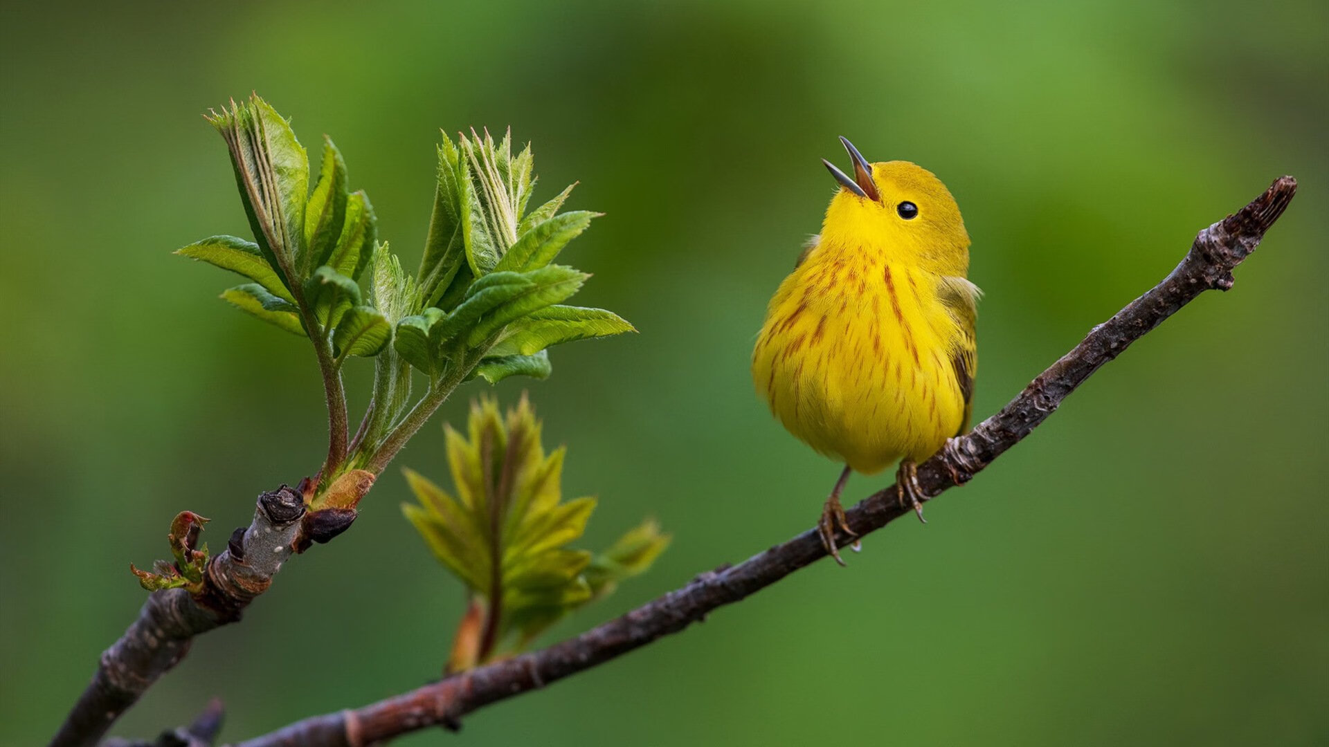 意甲球队利用人工智能辅助战术布置与对手分析,意甲技术统计