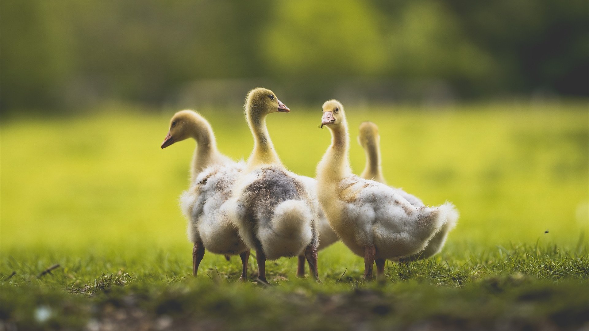 篮球运动员竞技状态动态监控系统的开发与应用,篮球训练监控