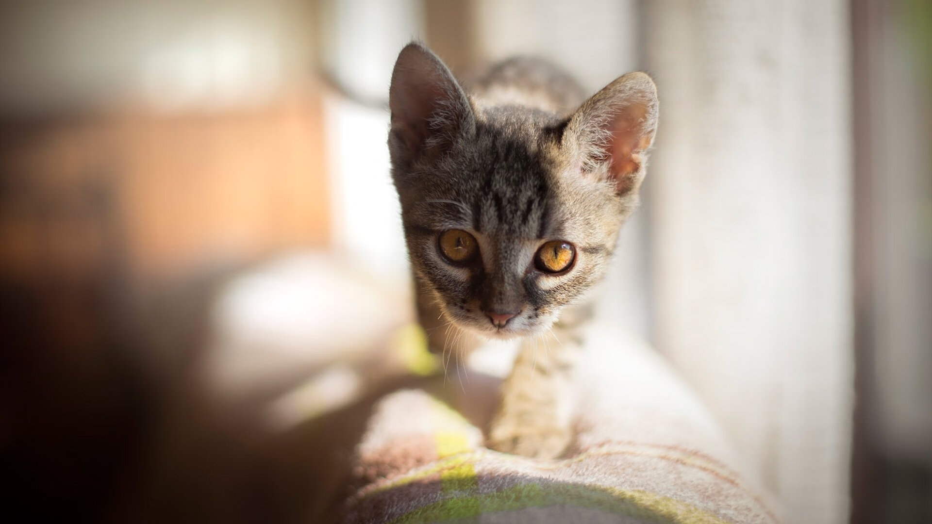 九游下载中心-英超裁判使用语义回溯工具回顾判罚逻辑一致性，英超裁判出牌