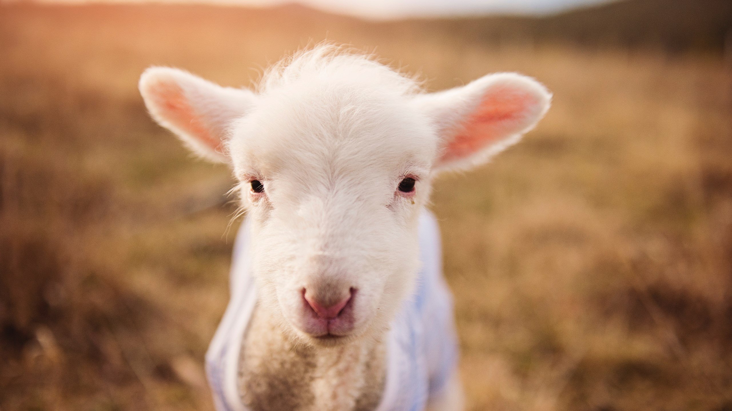 CBA联赛打造多元文化球迷社区,cba企业文化