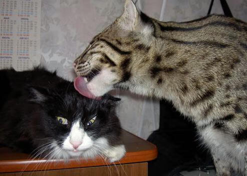 图赫尔巧用阵型,最大化球员优势,图赫尔现在在哪儿教练