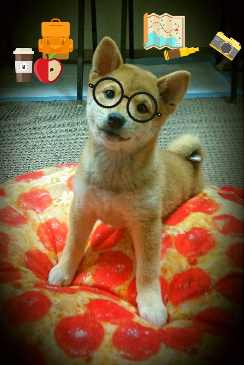 -澳大利亚队的未来发展：如何加强与世界顶级教练的合作，澳大利亚队球员