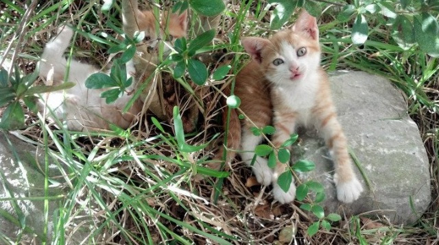 球员数据分析模型是否影响主帅更换时间点，球员数据表