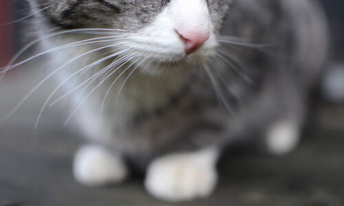 体育新闻中心发布全国体育法律培训基地申报须知，体育培训监管