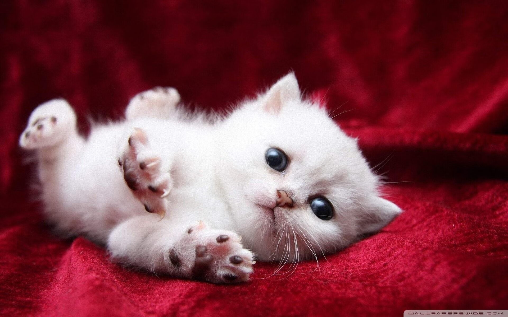 国际田径论坛聚焦赛事管理与规则创新,国际田径竞赛规则