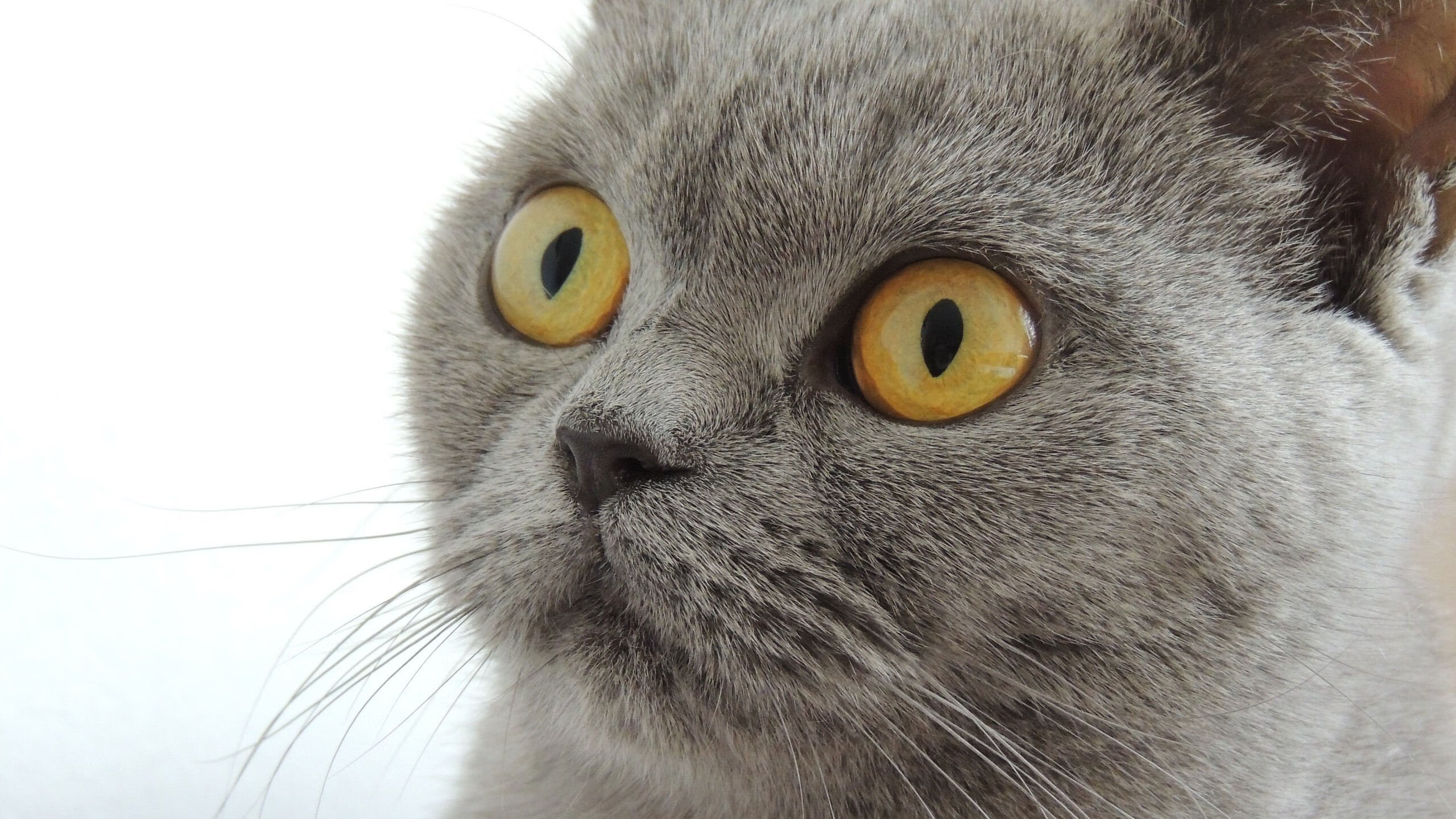 水球比赛摩纳哥防线稳固,摩纳哥 网球